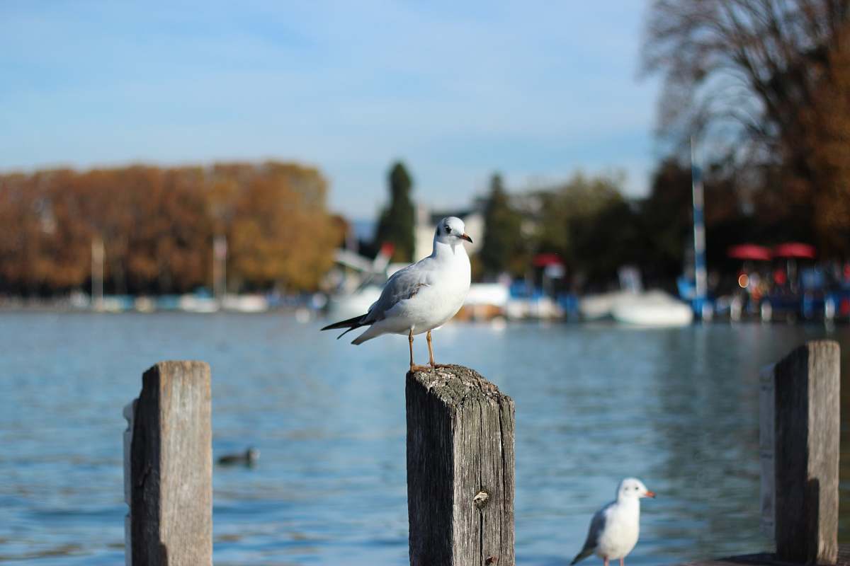bird focus photo of white seagull seagull