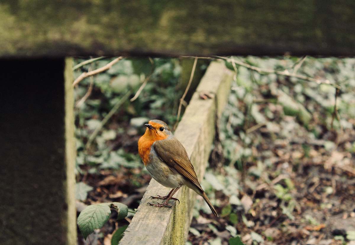 bird focus photography of black and orange bird on beam robin
