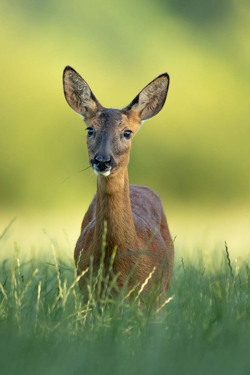 wildlife focus photography of brown deer mammal
