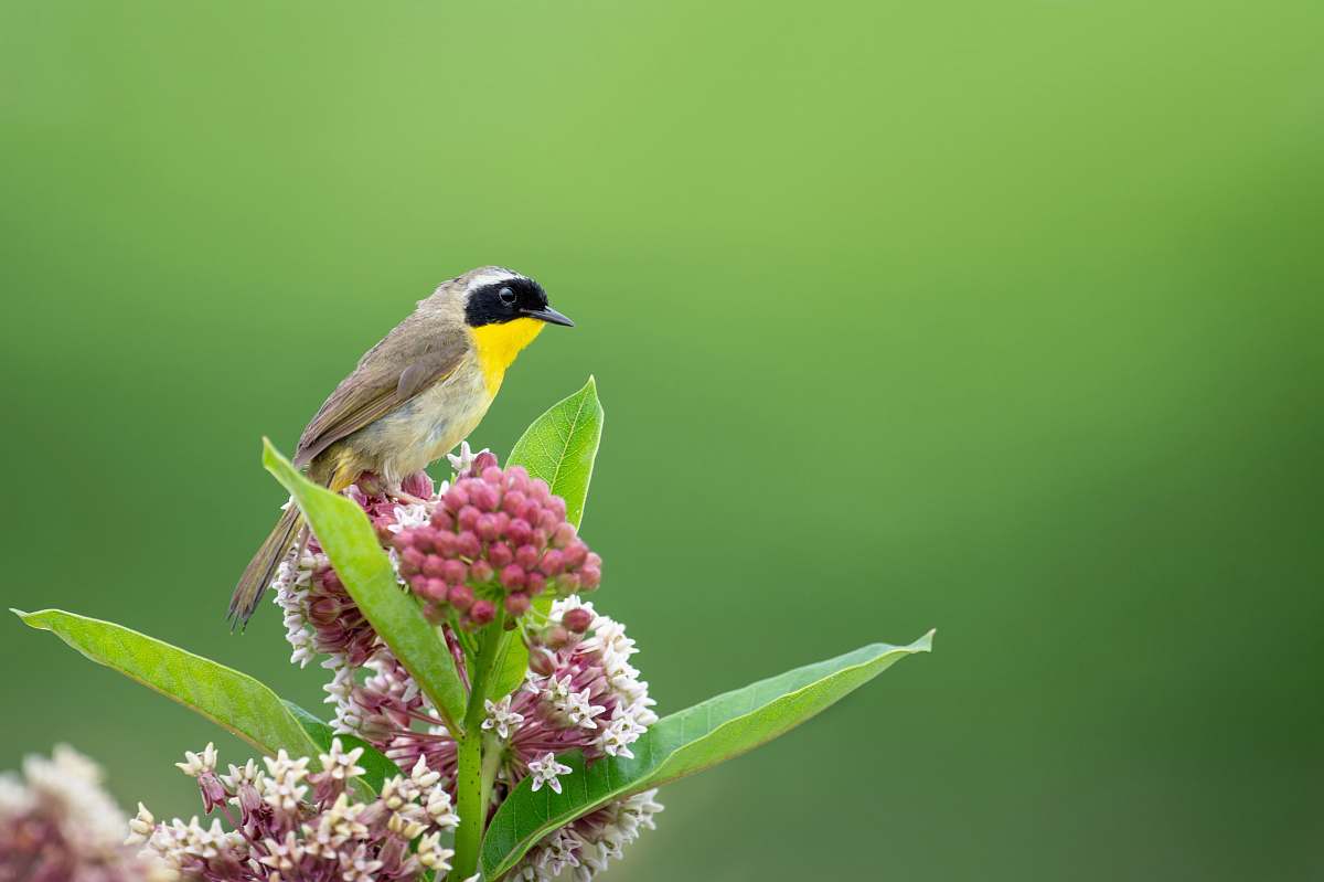 bird focus photography of gray bird finch