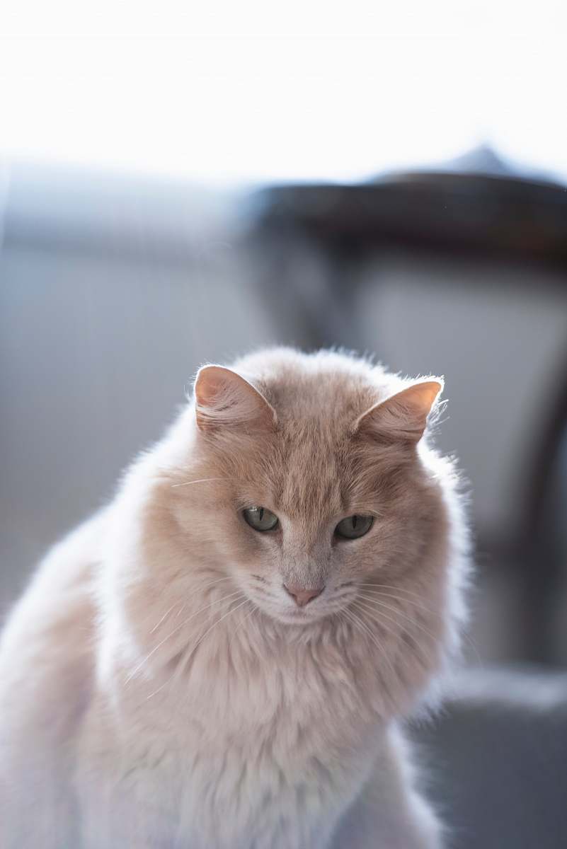 pet focus photography of orange cat cat