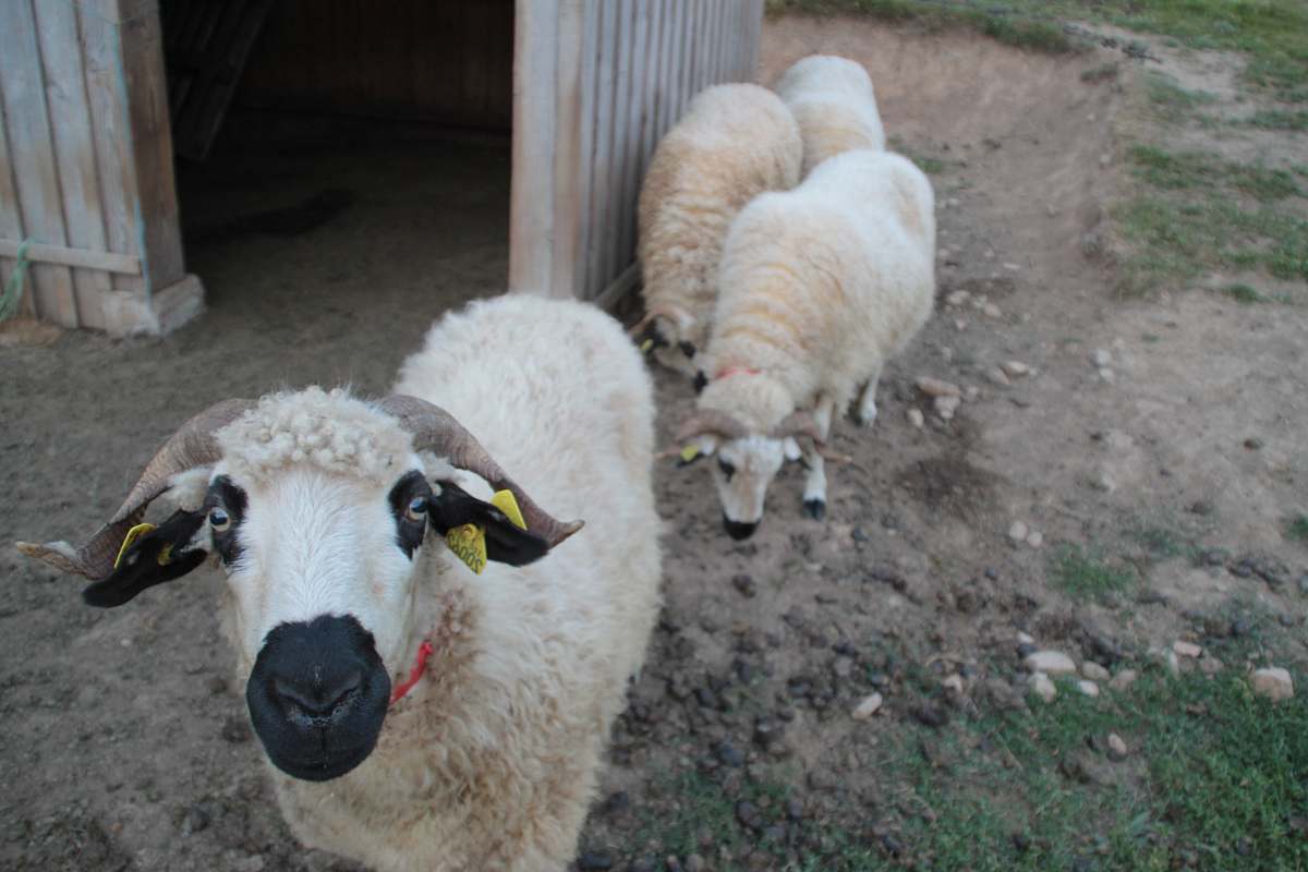 mammal four beige sheep standing on brown soil sheep