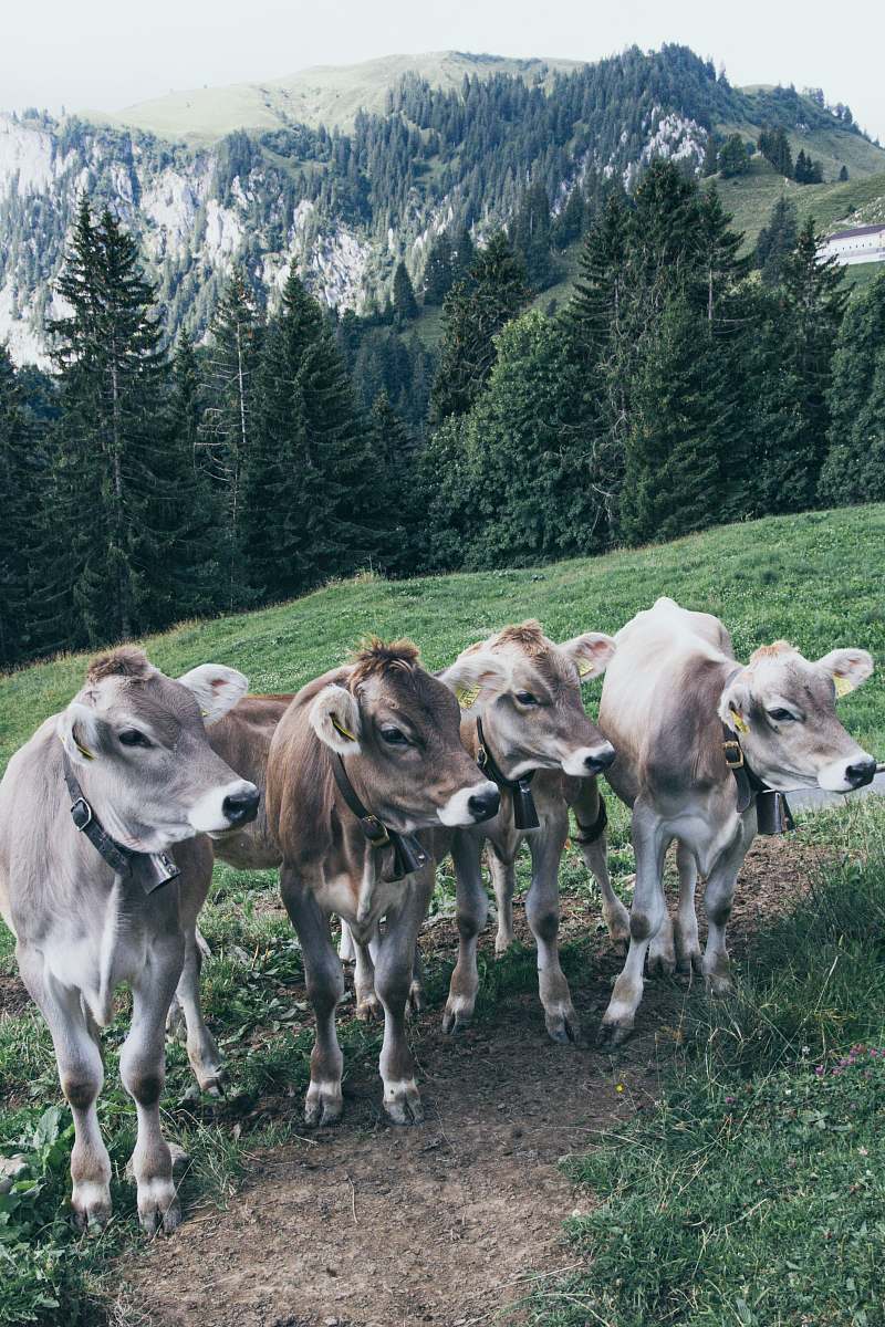 mammal four brown and grey cows cattle
