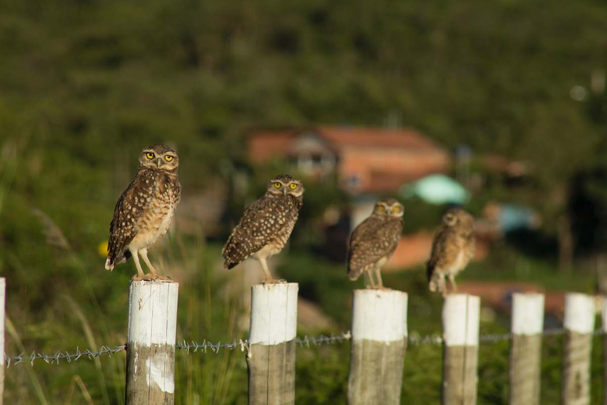 bird four brown birds on white wooden posts during daytime owl