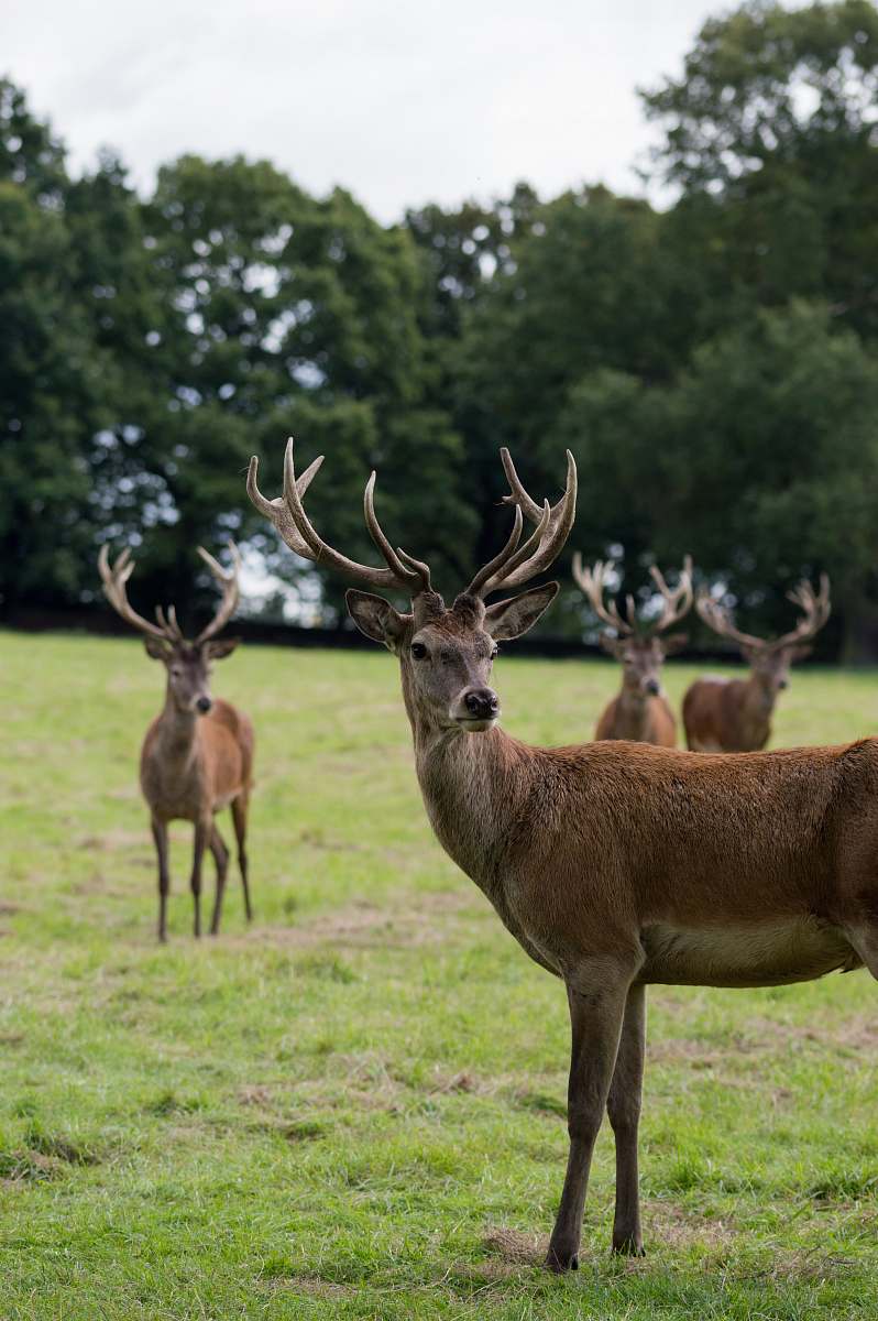 deer four brown deers standing on grass near trees mammal