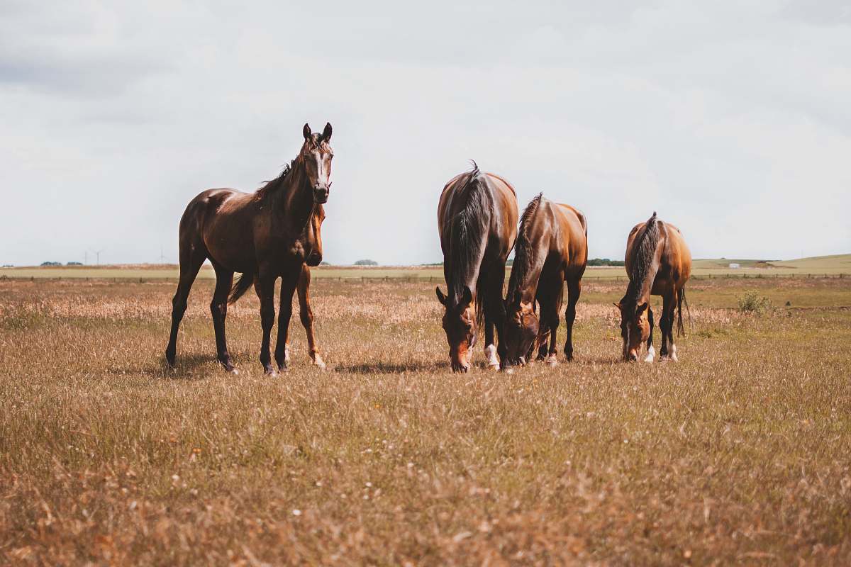 mammal four brown horses on brown grass field horse