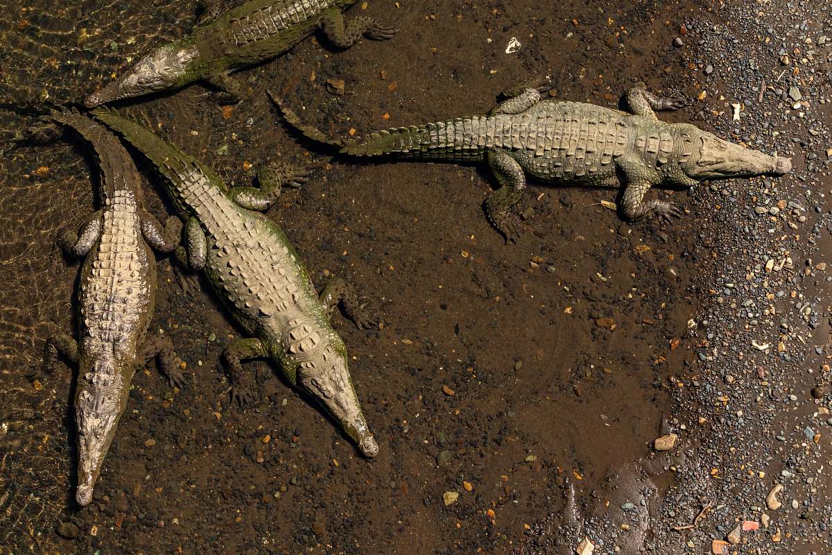 lizard four grey crocodiles reptile