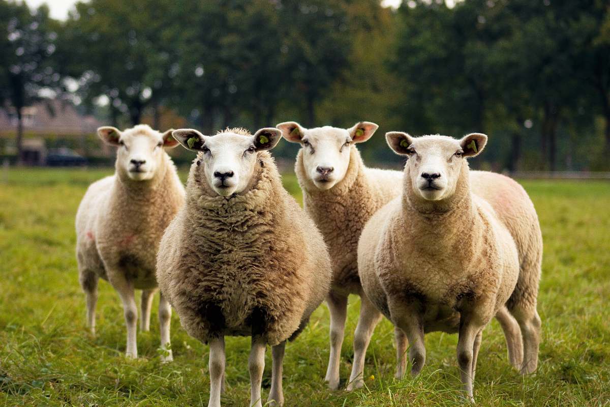 sheep four lambs on ground field