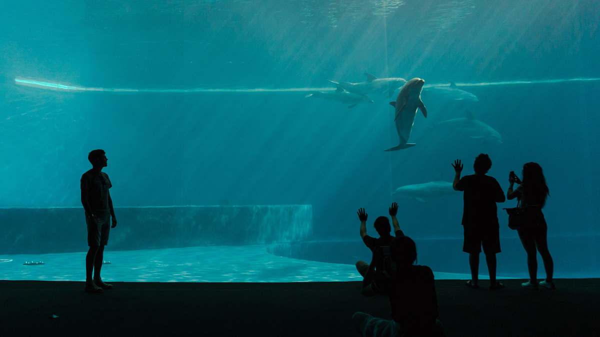 water four silhouette of person's in front of aquarium aquarium