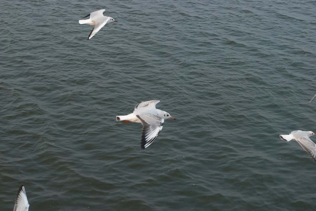 bird four white birds flying over body of water grey