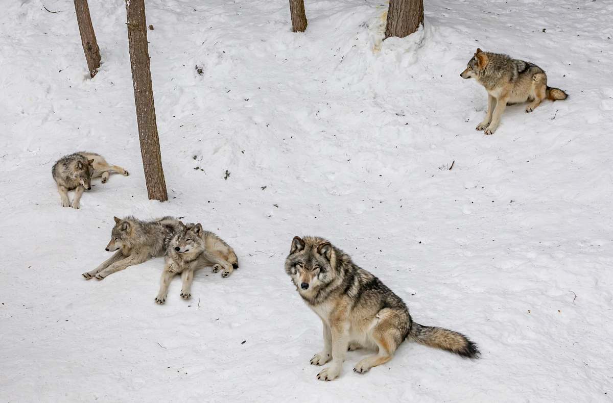 mammal four wolves on snow coyote
