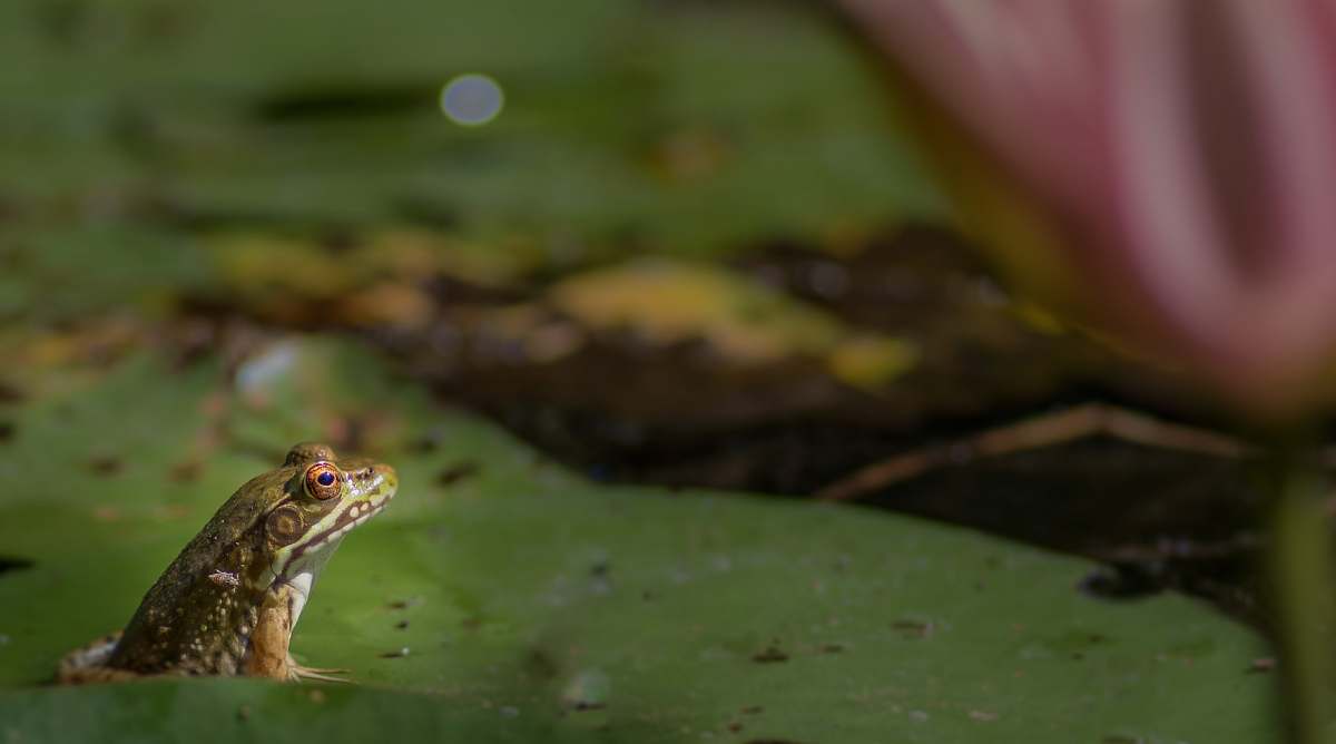 lizard frog on leaf reptile