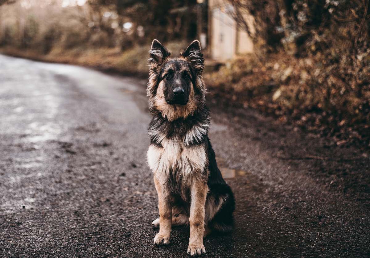 dog German shepherd sitting on road near bushes canine
