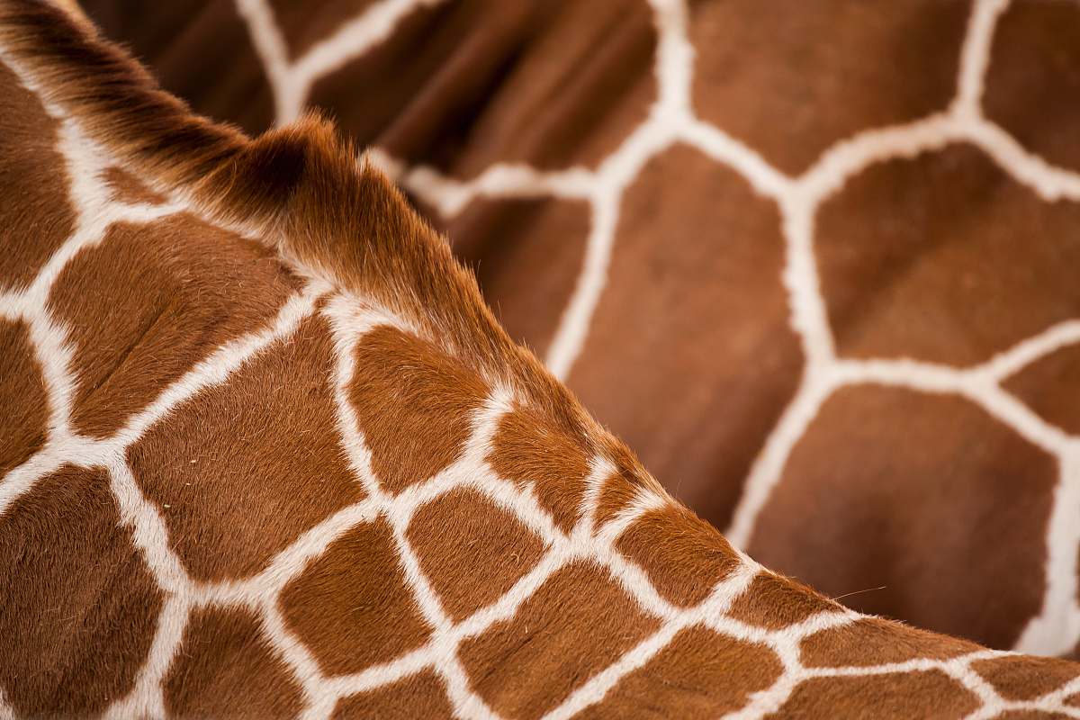 wildlife giraffe animal skin giraffe