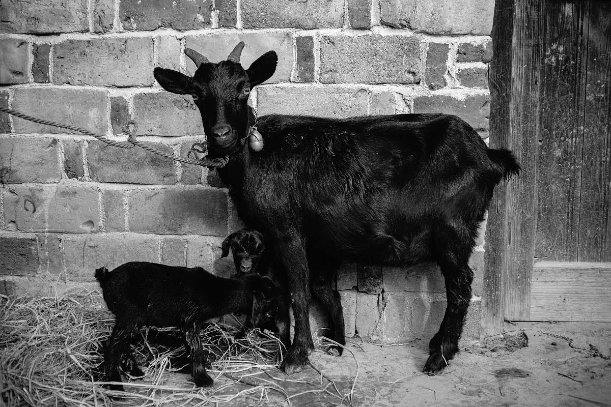 cattle goat with kid tied next to wall black-and-white