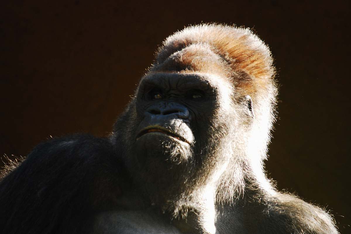 mammal Gorilla monkey