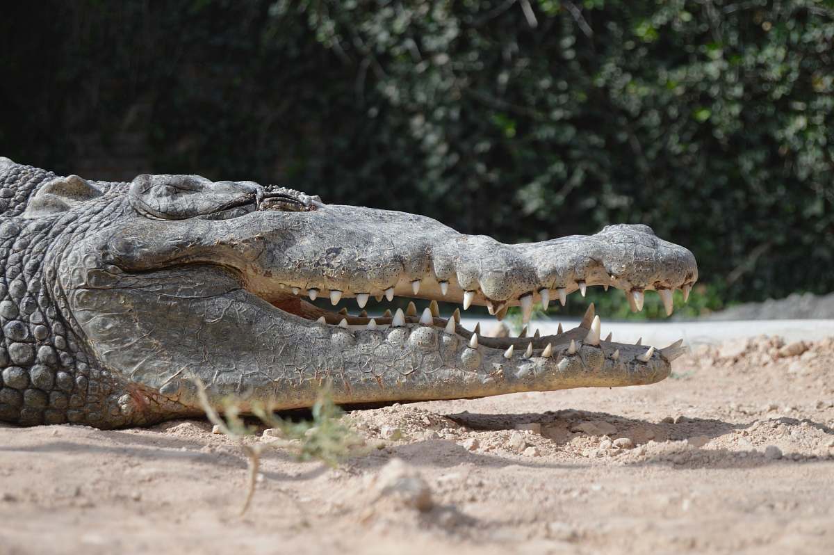 alligator gray alligator opening mouth while lying on sand during daytime crocodile