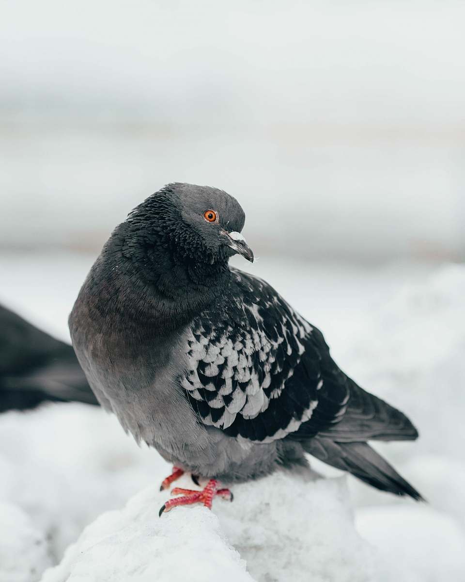 bird gray and black bird on snow dove