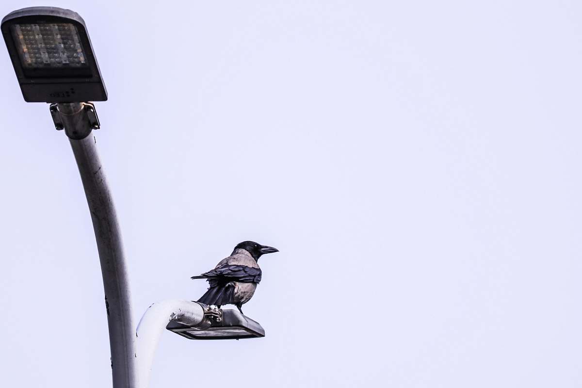 bird gray and black bird sitting on lamp post crow