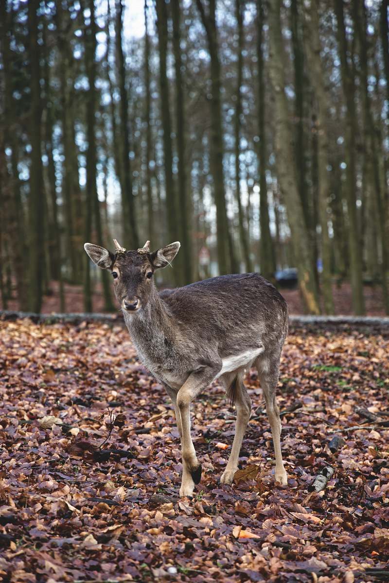 antelope gray and black deer mammal