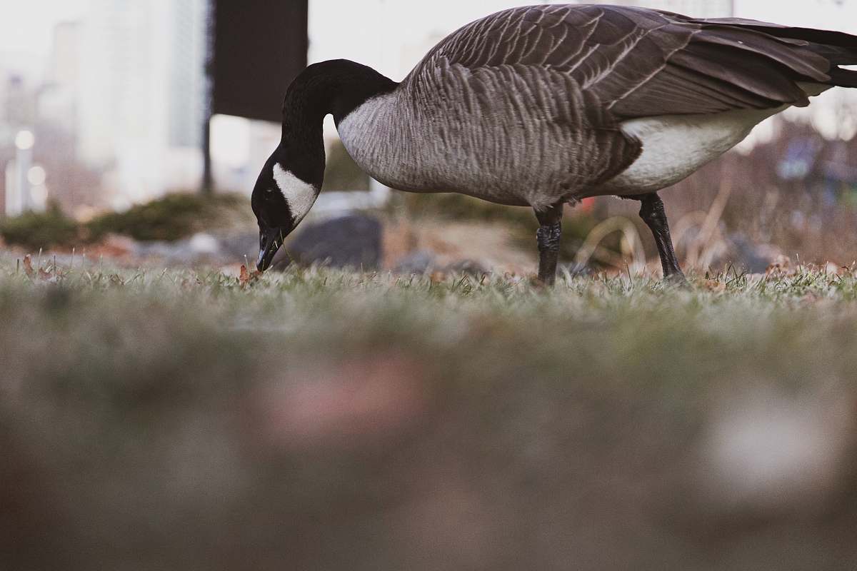 bird gray and black duck standing on grasses goose