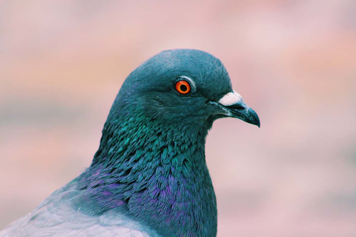 bird gray and blue pigeon on focus photography pigeon
