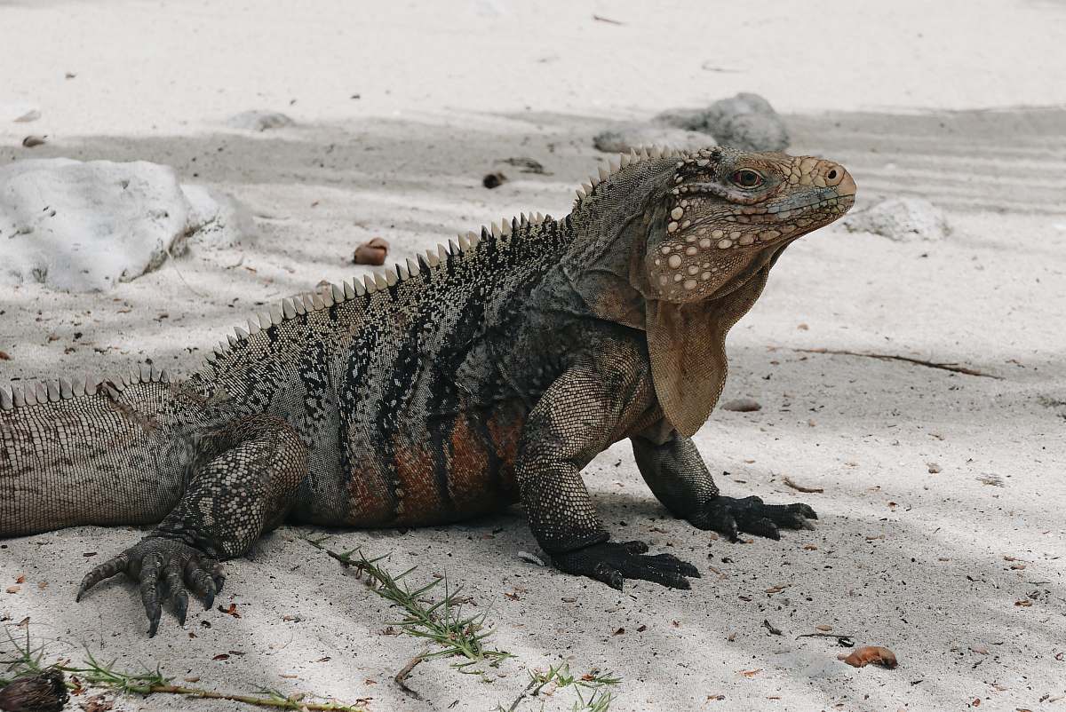 reptile gray and brown bearded dragon lizard