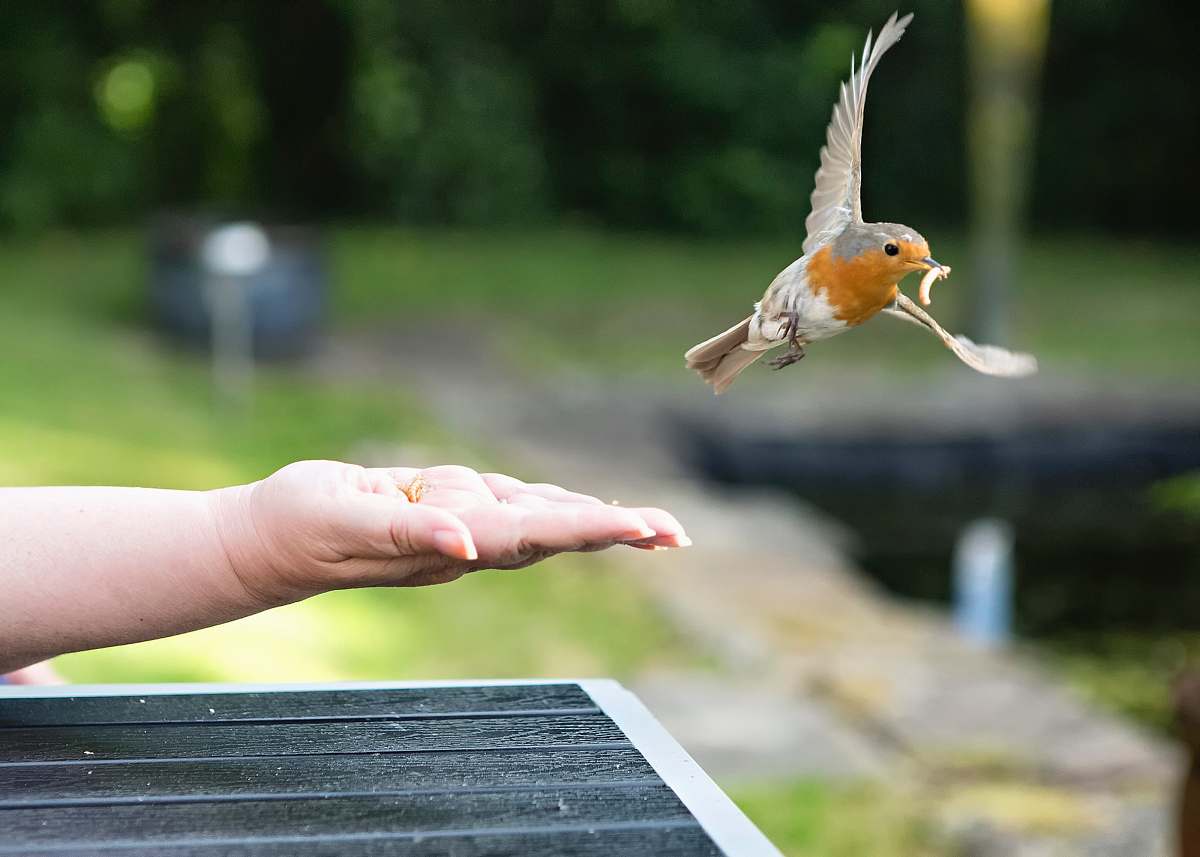 bird gray and orange bird person