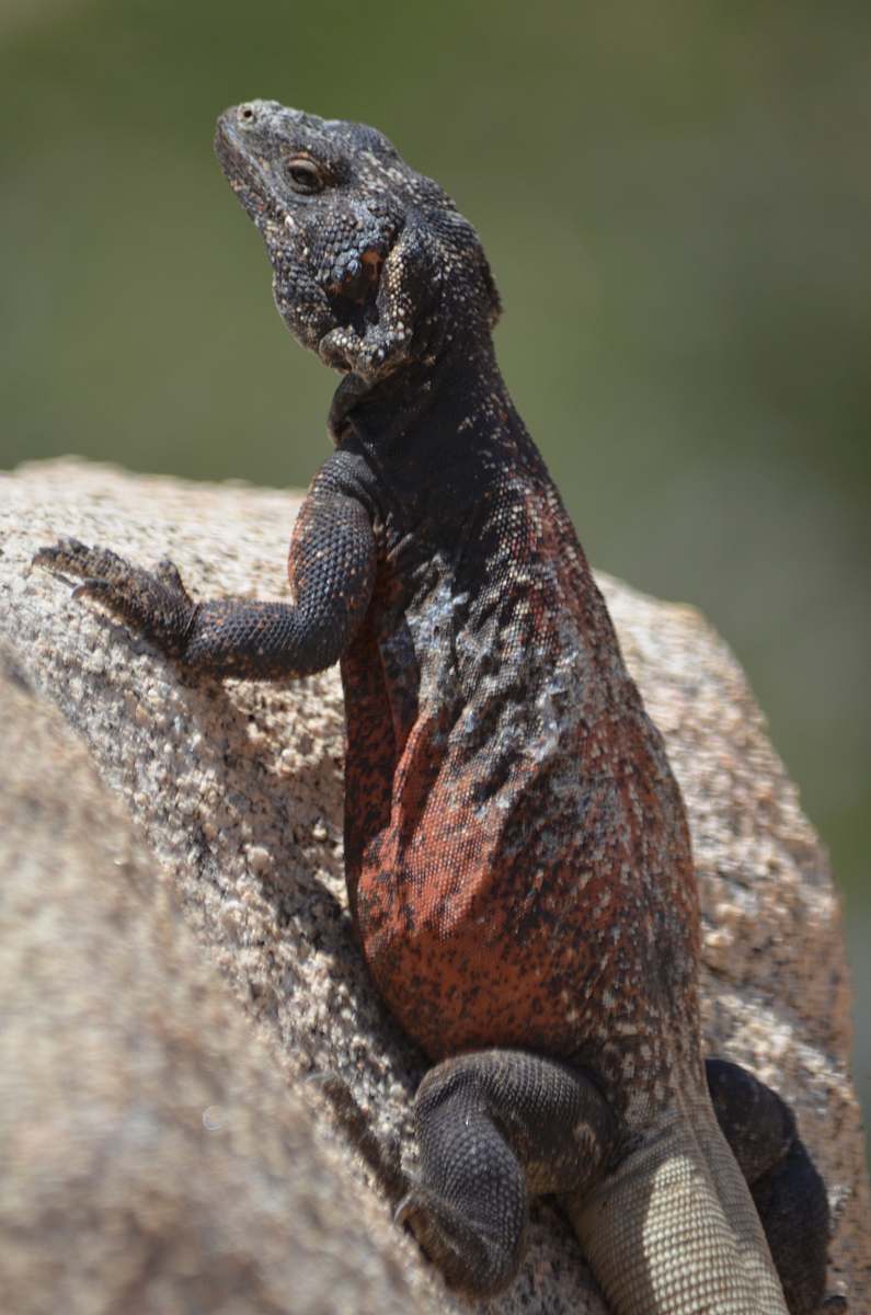 reptile gray and red monitor on rock lizard