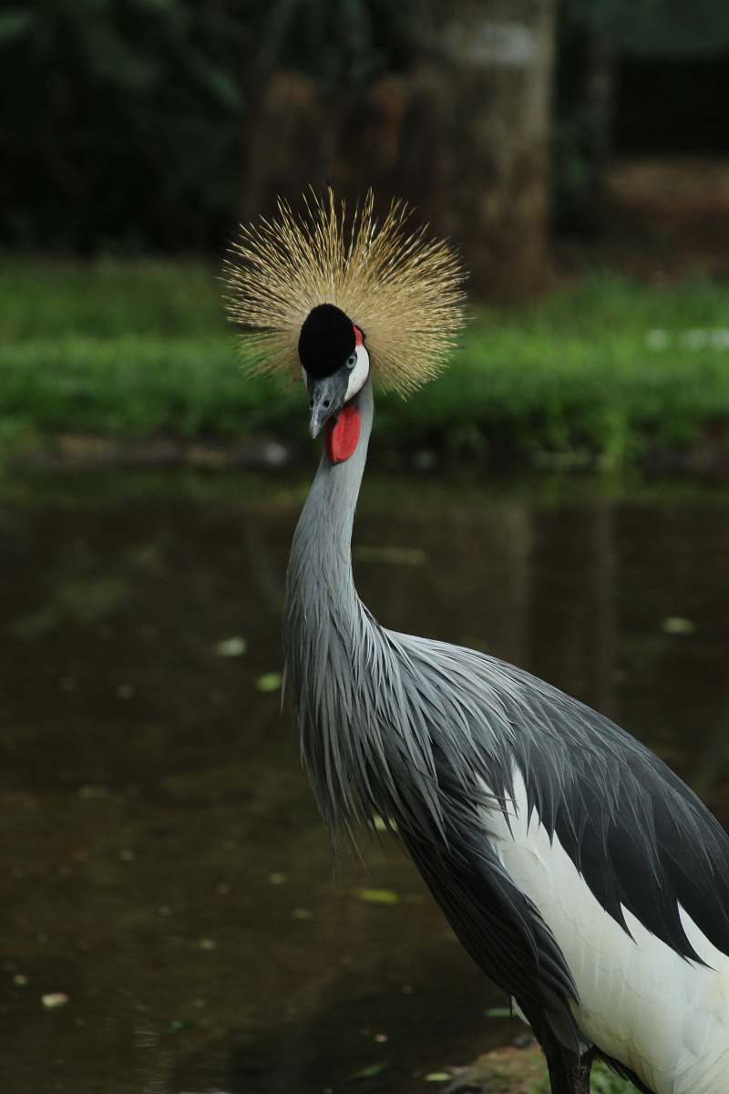 bird gray and white bird jay