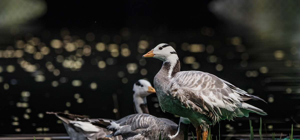 bird gray and white birds goose