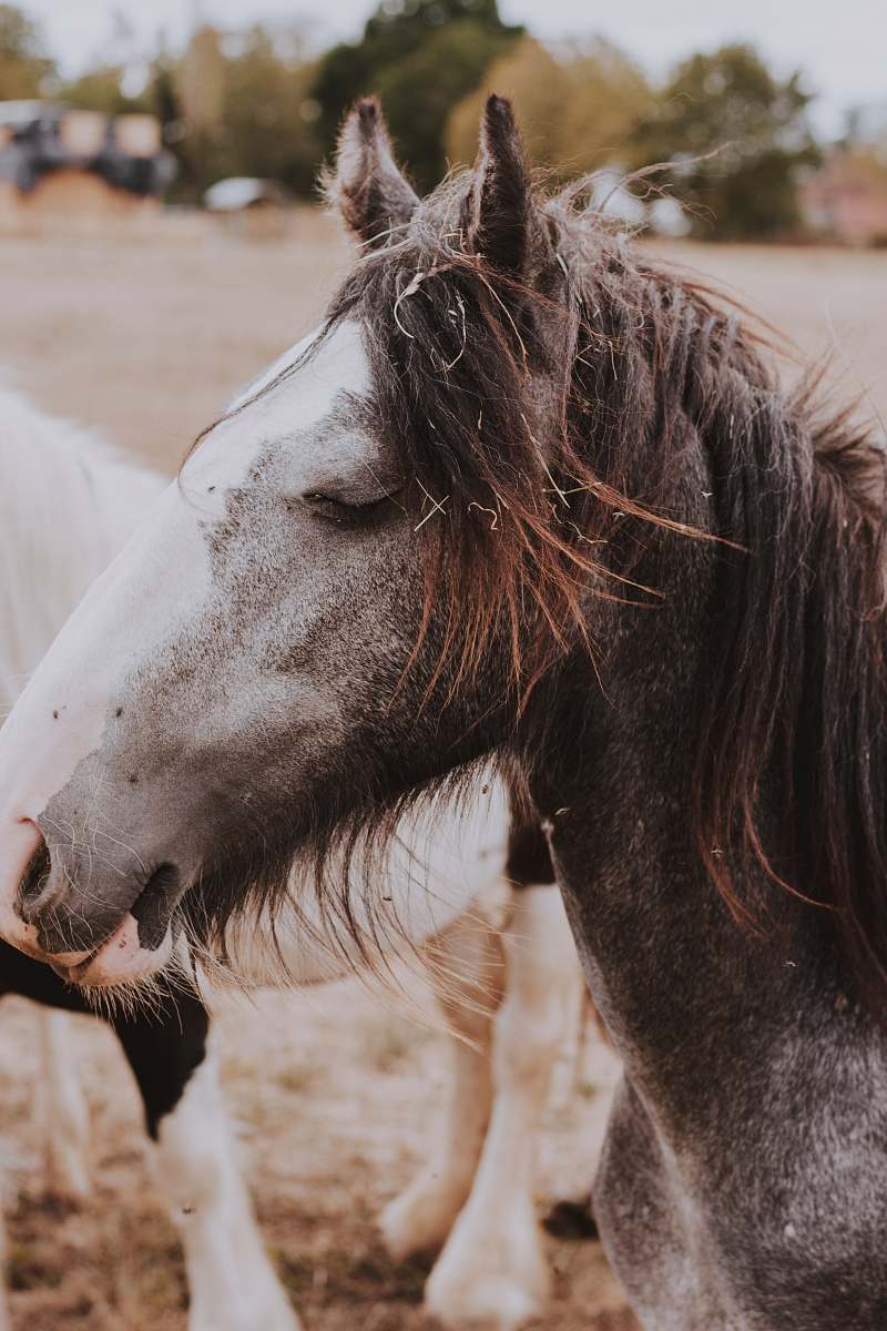 mammal gray and white horse outdoor during daytime horse
