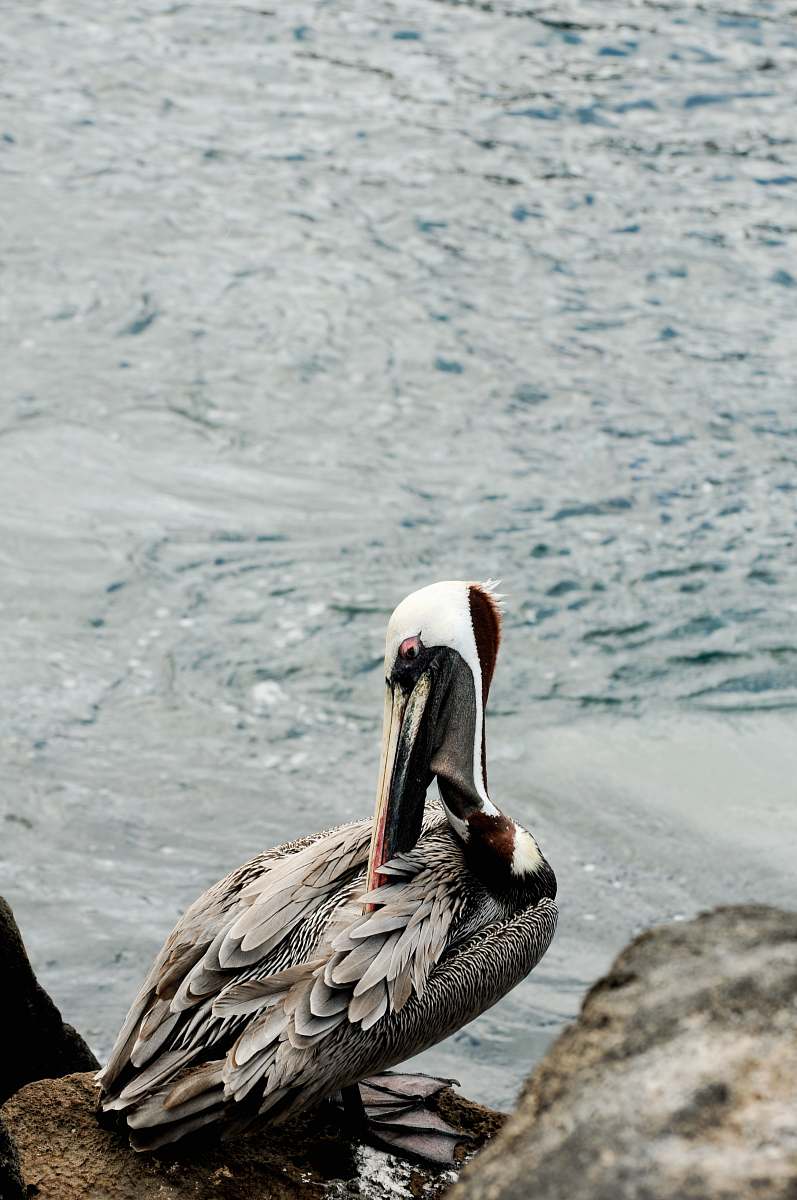 bird gray and white long-beaked bird on rock pelican