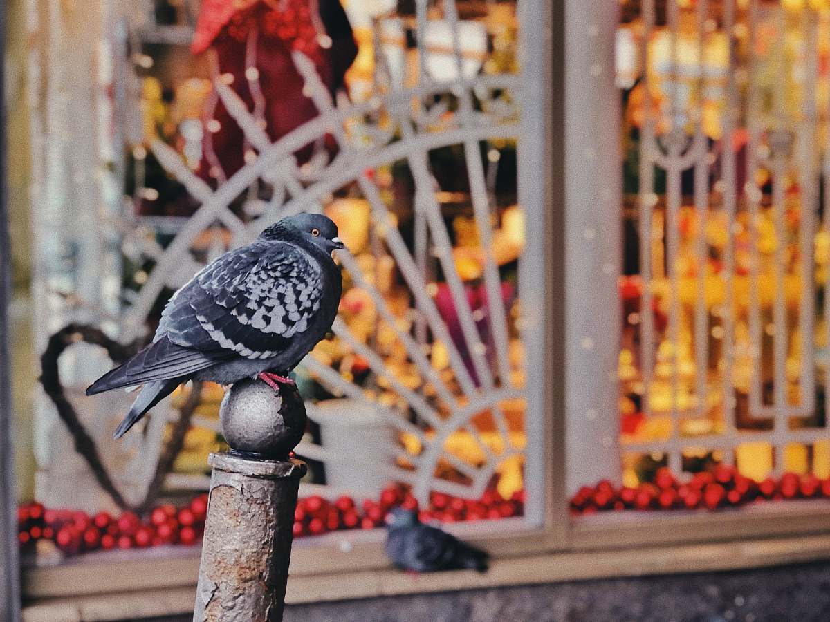 bird gray and white pigeons pigeon