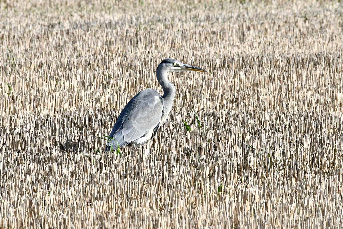 bird gray bird during day waterfowl