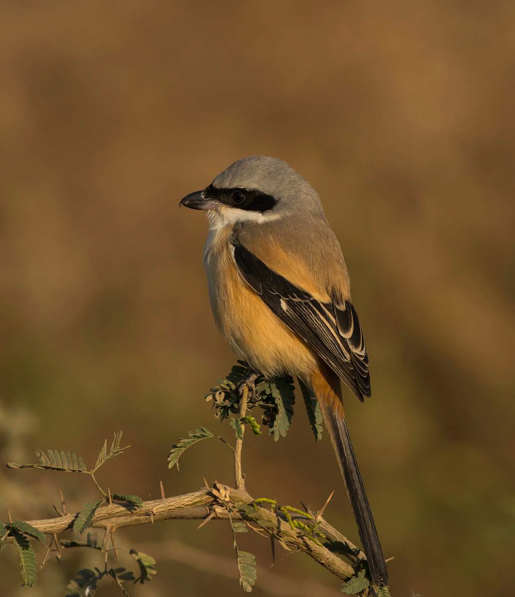 bird gray bird perching on branch finch