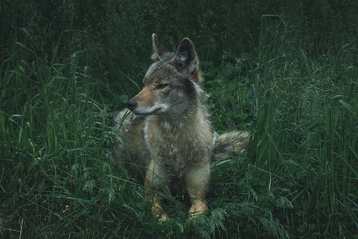 canine gray, brown, and white wolf on lying green grass coyote
