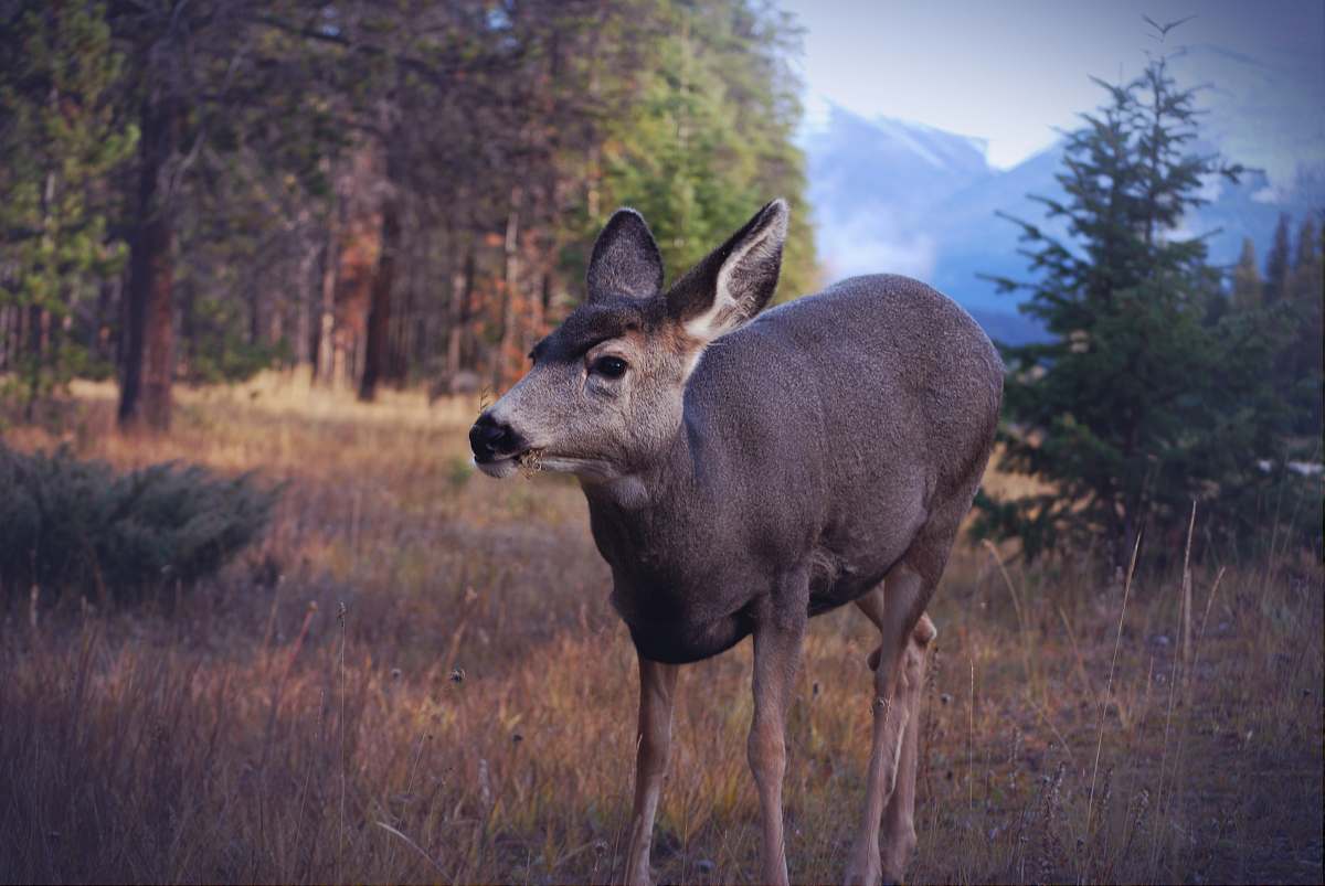 wildlife gray deer standing on grass field deer