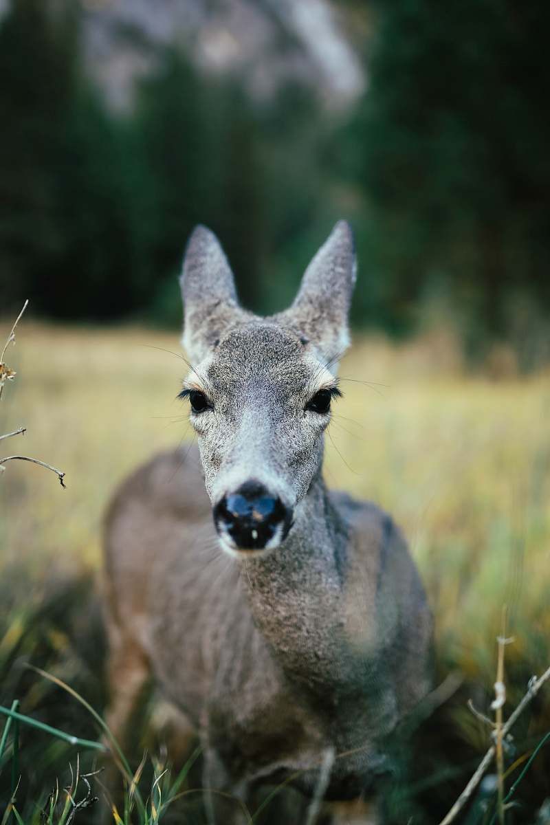 deer gray deer standing on grassland during daytime selective focus photography wildlife