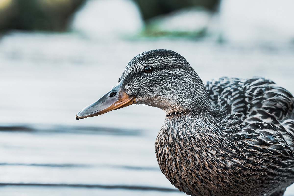 bird gray duck waterfowl