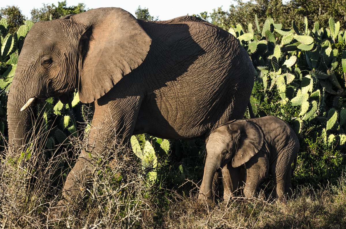 elephant gray elephant mammal