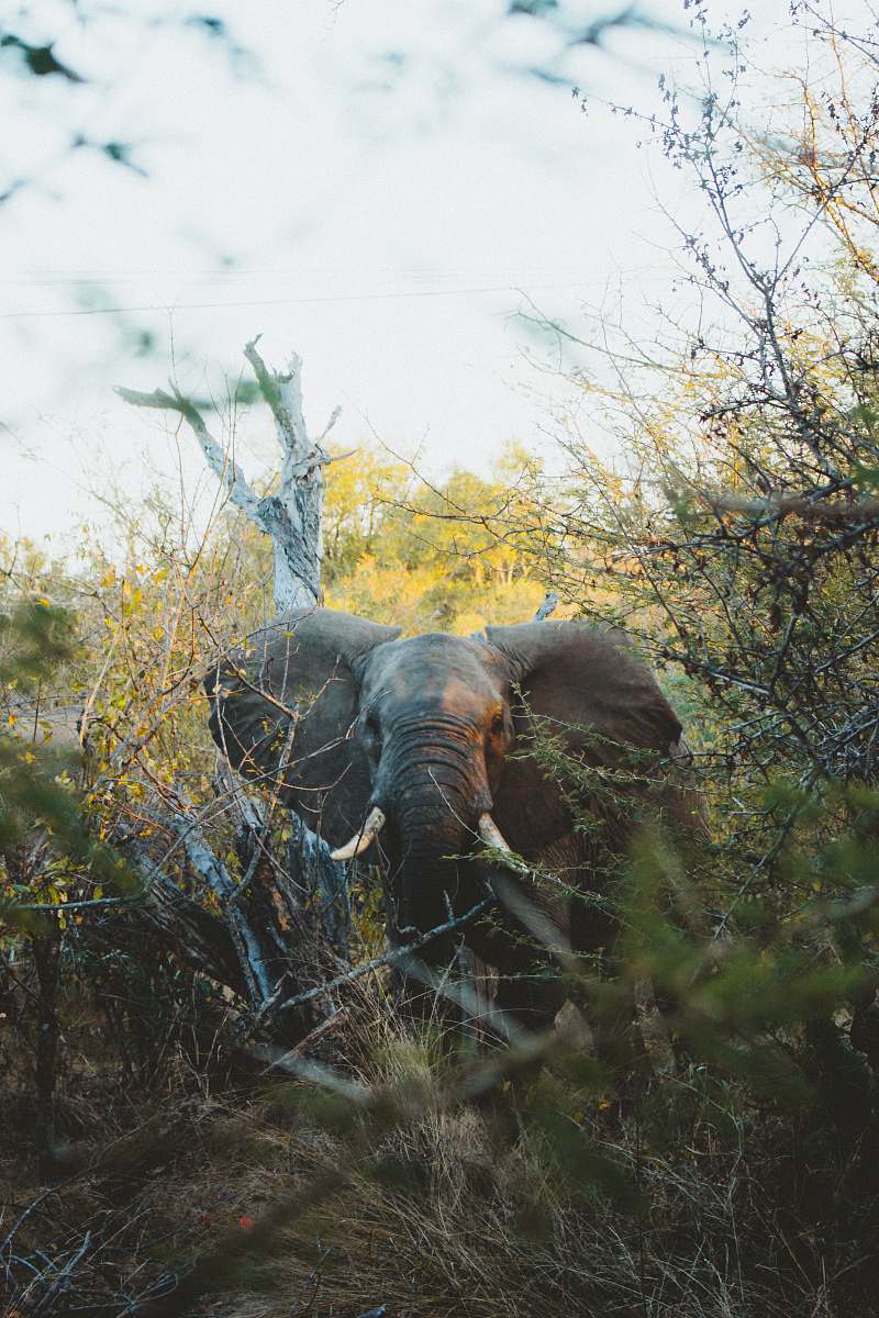 wildlife gray elephant in woods elephant