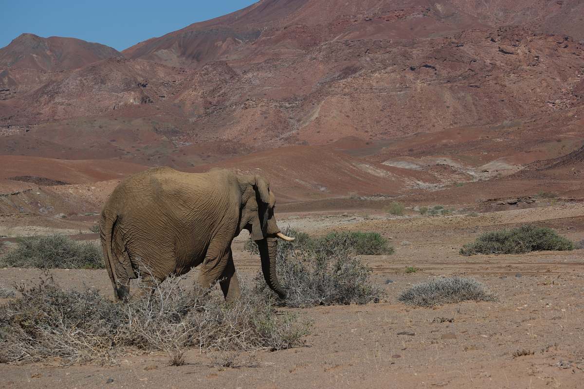 Mammal Gray Elephant Walking On Desert Elephant Image Free Photo