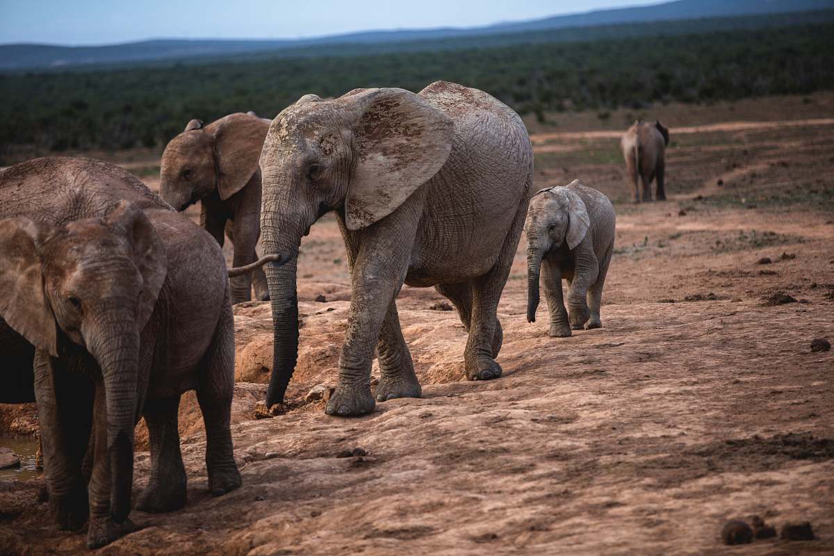 mammal gray elephants elephant