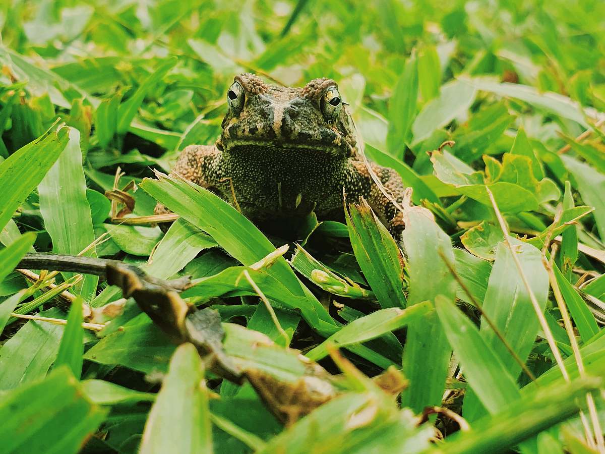 reptile gray frog on grass lizard