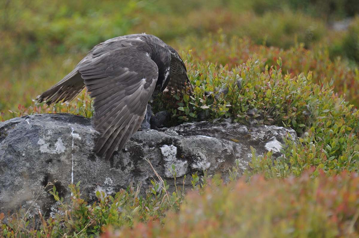 bird gray hawk eagle on gray rock buzzard