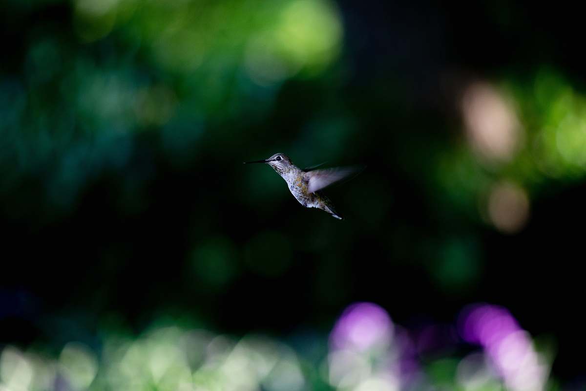 bird gray hummingbird hummingbird