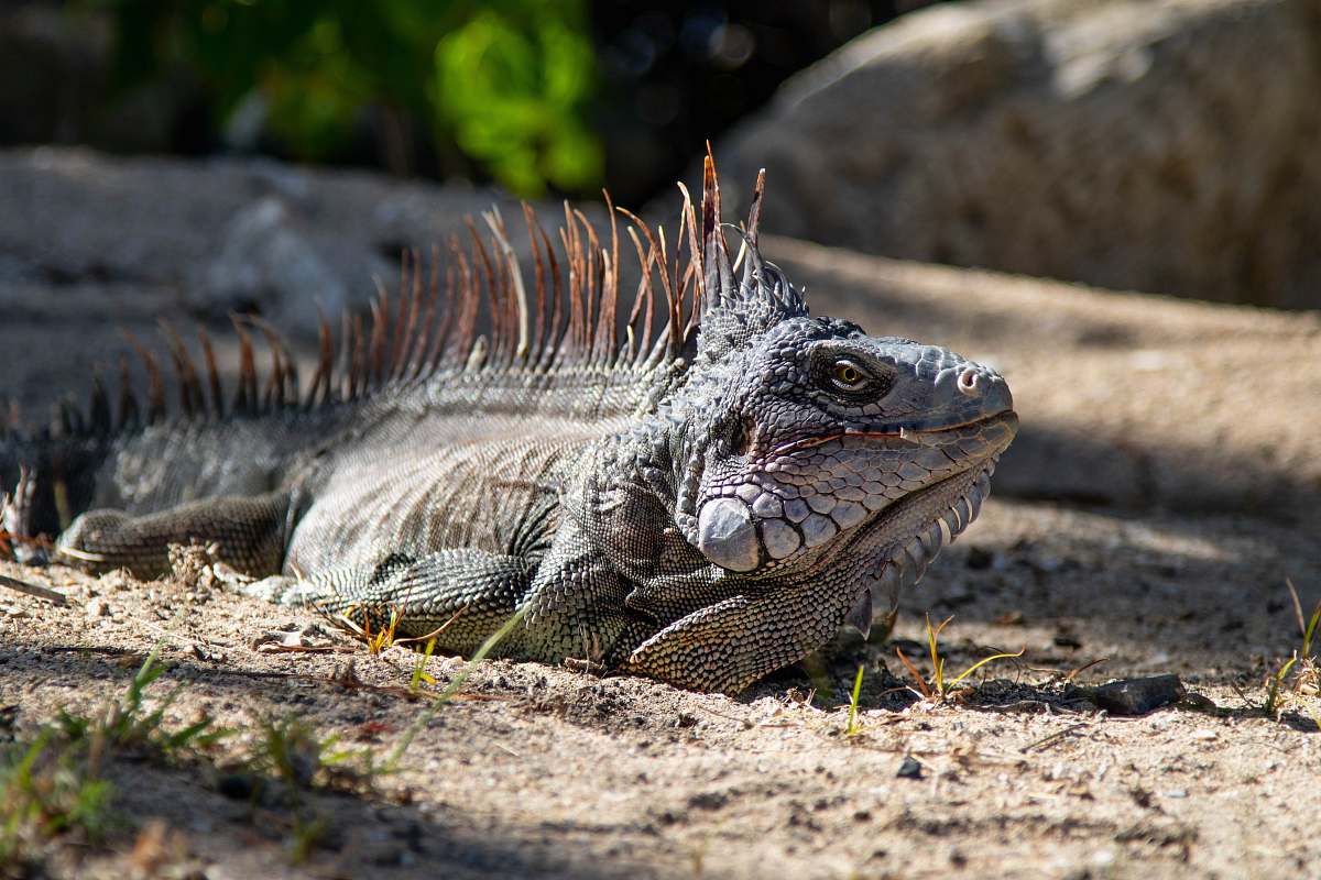 Iguana Gray Iguana During Daytime Lizard Image Free Photo