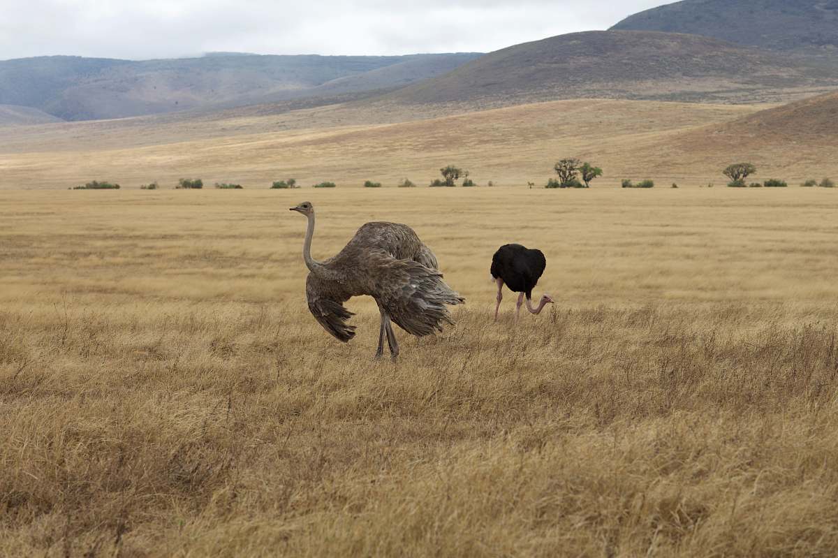 bird gray ostrich on grass field ostrich