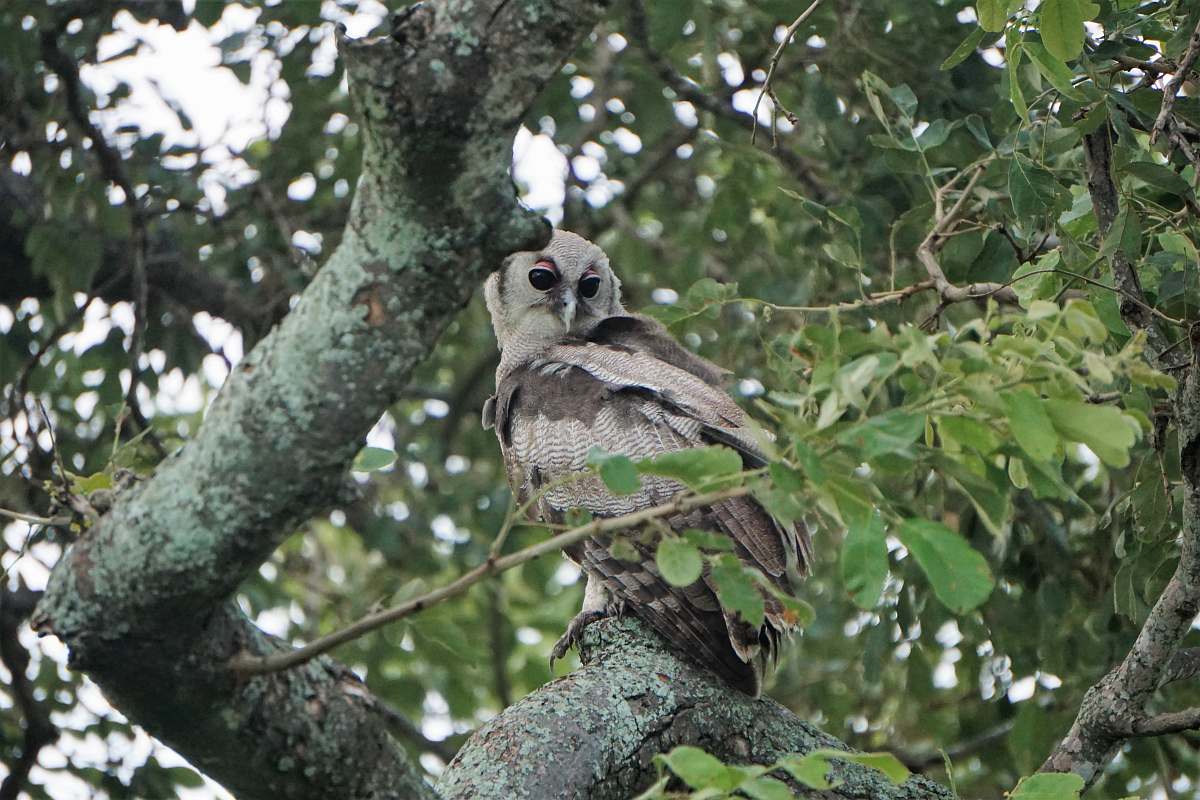bird gray owl on tree accipiter